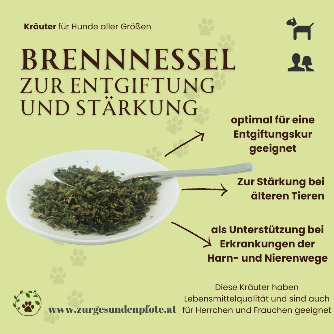 Brennnessel für Hunde - zur Entgiftung und Stärkung des Körpers