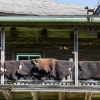 Lammfell für Hunde - für ein gesundes, kuscheliges Liegegefühl